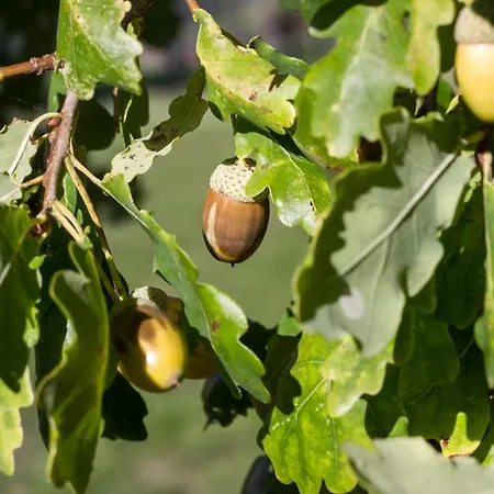 Reves De Bois * Loubeyrat