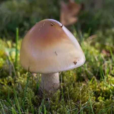 Reves De Bois * Loubeyrat