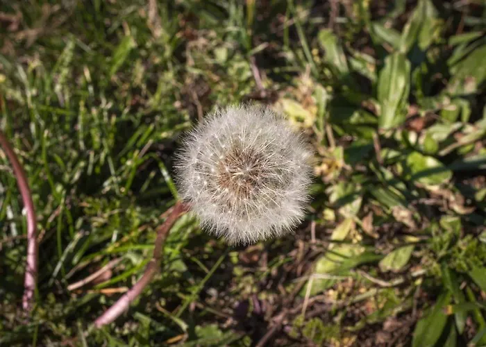 Шале Reves De Bois Loubeyrat