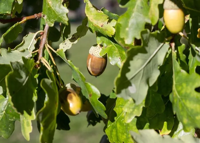 Reves De Bois * Loubeyrat