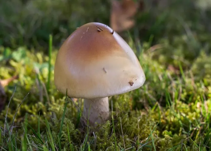 Reves De Bois * Loubeyrat